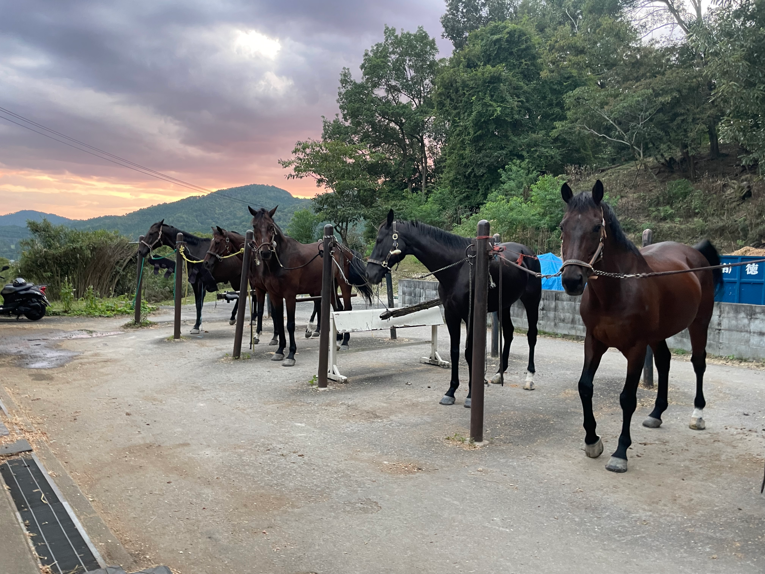 立命館大学体育会馬術部