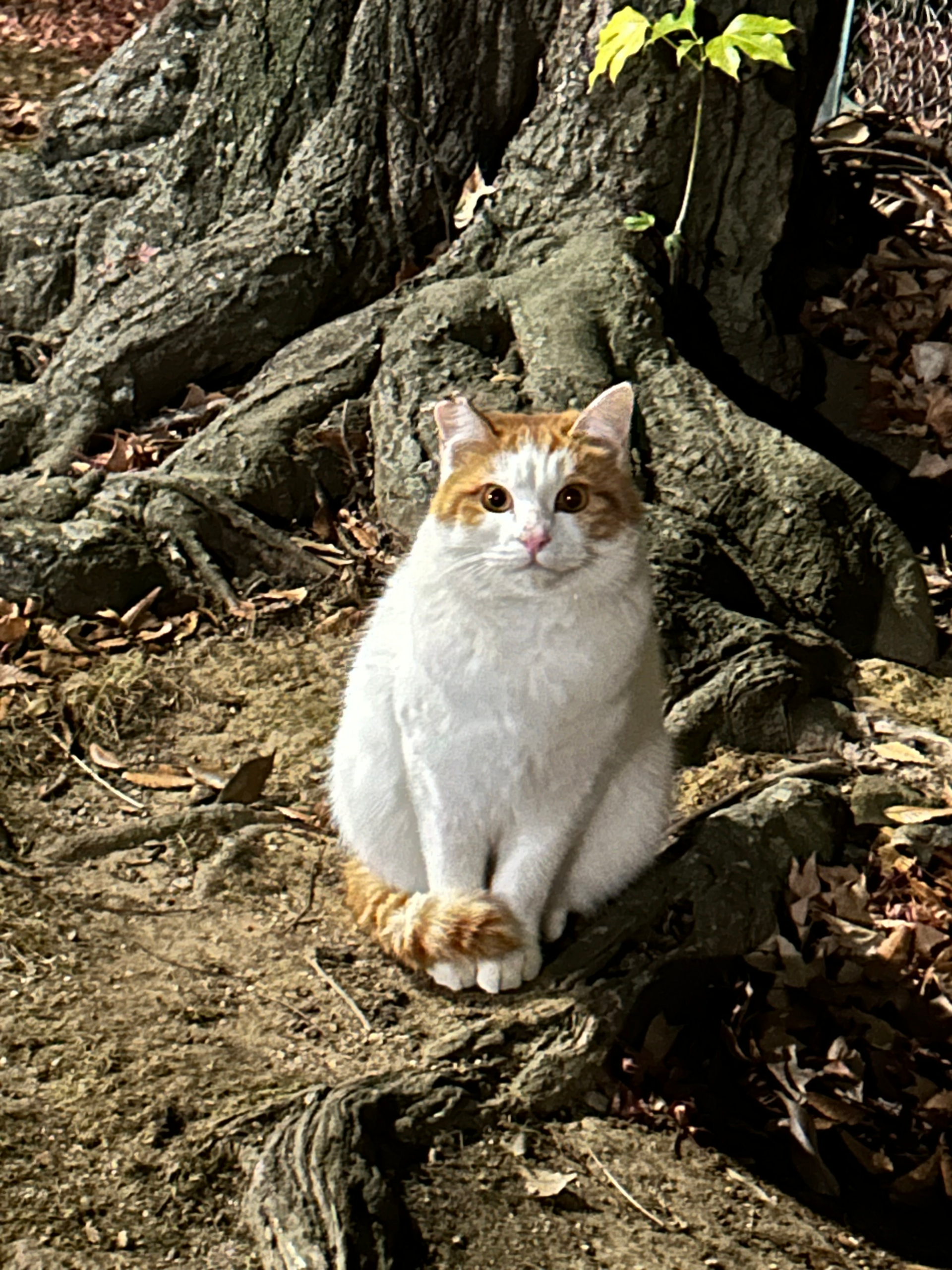 立命館大学猫の会Rits Cat